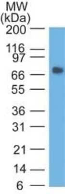 Western Blot: CEACAM5/CD66e Antibody (COL-1)Azide and BSA Free [NBP3-05767]