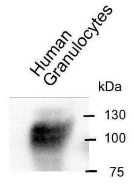 Immunoprecipitation: CEACAM8/CD66b Antibody (6/40c) - BSA Free [NBP2-54627]