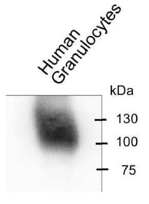 Western Blot: CEACAM8/CD66b Antibody (6/40c)BSA Free [NBP2-54627]