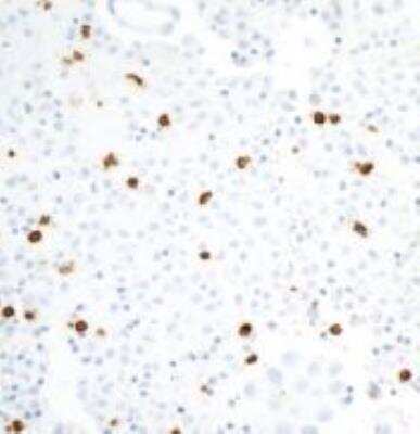 Immunohistochemistry-Paraffin: CEACAM8/CD66b Antibody (BLR111H) [NBP3-14700]