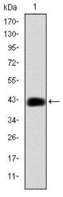 Western Blot: CEBP Beta Antibody (3H9)BSA Free [NBP2-37567]