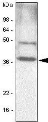 Western Blot: CEBP Beta Antibody (47A1)BSA Free [NBP1-04266]