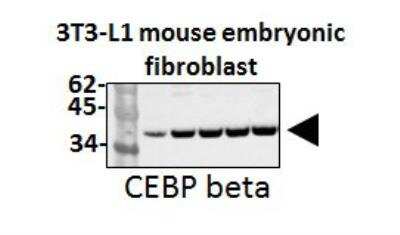 Western Blot: CEBP Beta Antibody (47A1)BSA Free [NBP1-04266]