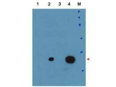 Western Blot: CEBP Delta Antibody [NB110-85519]