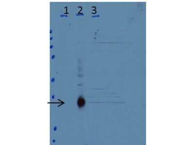 Western Blot: CEBP Delta Antibody [NB110-85519]