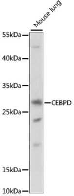 Western Blot: CEBP Delta AntibodyAzide and BSA Free [NBP2-92220]