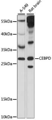 Western Blot: CEBP Delta AntibodyAzide and BSA Free [NBP2-92221]