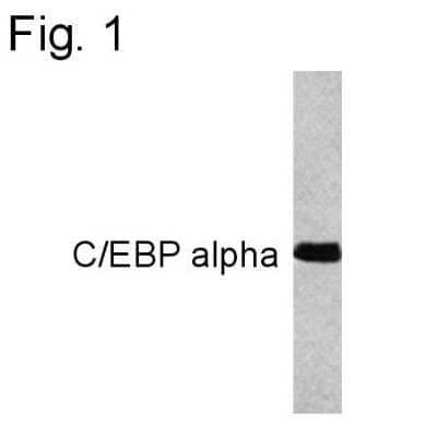 Western Blot: CEBP alpha Antibody (15C8) [NB600-1438]