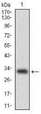 Western Blot: CEBP alpha Antibody (4E10)BSA Free [NBP2-37501]