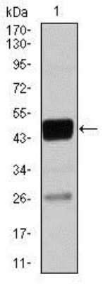 Western Blot: CEBP alpha Antibody (4E10)BSA Free [NBP2-37501]