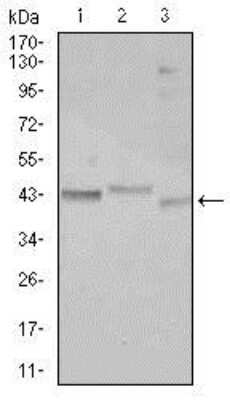 Western Blot: CEBP alpha Antibody (5B7)BSA Free [NBP2-37497]