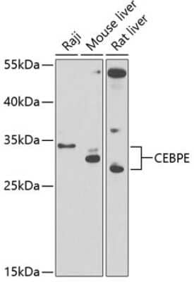 Western Blot: CEBP epsilon AntibodyBSA Free [NBP2-92732]