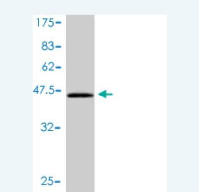 Western Blot: CEBP gamma Antibody (3A3-1A6) [H00001054-M01]