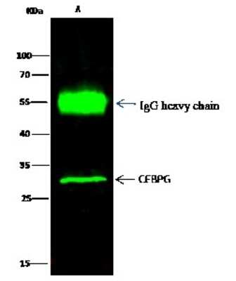 Immunoprecipitation: CEBP gamma Antibody [NBP2-96986]