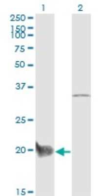 Western Blot: CEBP gamma Antibody (S2) [H00001054-M03]