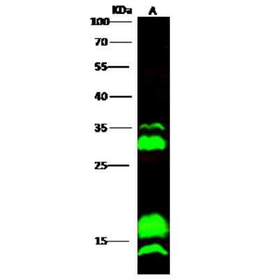 Western Blot: CEBP gamma Antibody [NBP2-96986]