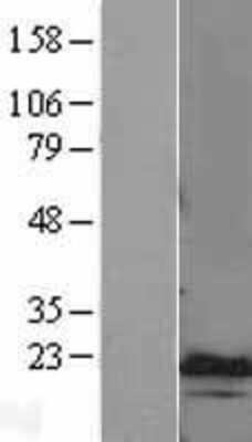 Western Blot: CEBP gamma Overexpression Lysate [NBL1-09076]