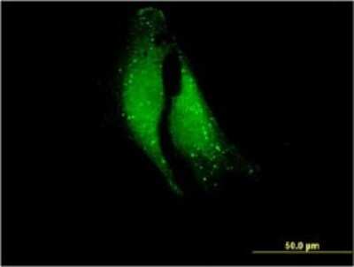 Immunocytochemistry/ Immunofluorescence: CELA1 Antibody (4H5) [H00001990-M02]