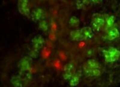 Immunocytochemistry/ Immunofluorescence: CELA1 Antibody [NBP1-78085]