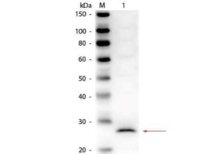 Western Blot: CELA1 Antibody [NBP1-78085]