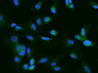 Immunocytochemistry/ Immunofluorescence: CELSR2 Antibody [NBP2-98104]