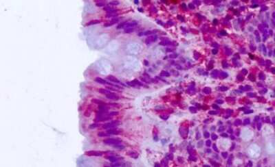 Immunohistochemistry-Paraffin: CELSR2 Antibody - BSA Free [NLS1939]