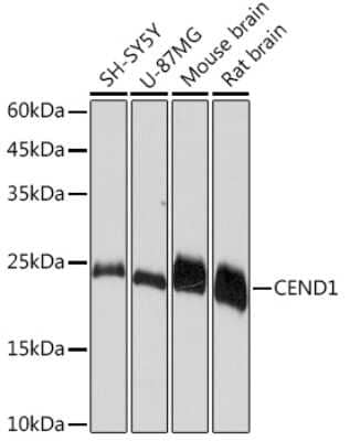 Western Blot: CEND1 Antibody (1D3Z1) [NBP3-16614]