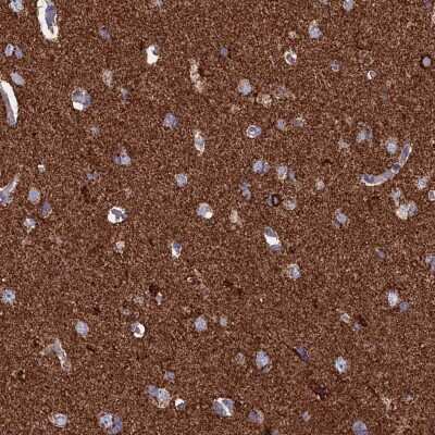 Immunohistochemistry-Paraffin: CEND1 Antibody [NBP2-14469]