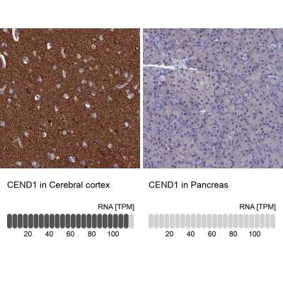 Immunohistochemistry-Paraffin: CEND1 Antibody [NBP2-14469]