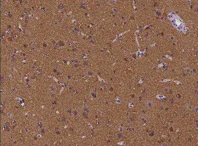 Immunohistochemistry-Paraffin: CEND1 Antibody [NBP3-06496]