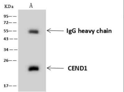 Immunoprecipitation: CEND1 Antibody [NBP3-06496]