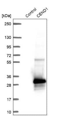 Western Blot: CEND1 Antibody [NBP2-14469]