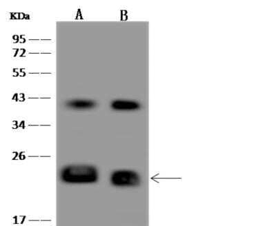 Western Blot: CEND1 Antibody [NBP3-06496]