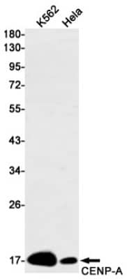 Western Blot: CENPA Antibody (S04-9A5) [NBP3-19506]