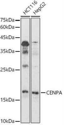 Western Blot: CENPA AntibodyAzide and BSA Free [NBP2-92632]