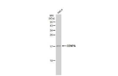 Western Blot: CENPA Antibody [NBP3-13389]