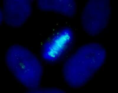 Immunocytochemistry/ Immunofluorescence: CENPB Antibody [NB100-2369]