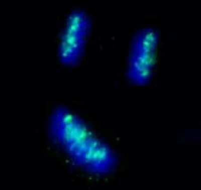 Immunocytochemistry/ Immunofluorescence: CENPB Antibody [NB100-2369]