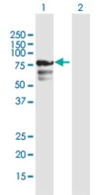 Western Blot: CENPB Antibody [H00001059-B01P]