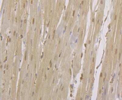 Immunohistochemistry-Paraffin: CENPC Antibody (JG36-15) [NBP2-75438]
