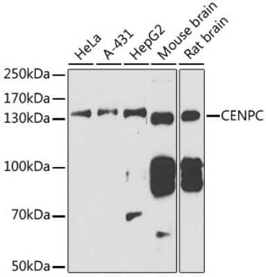 Western Blot: CENPC AntibodyBSA Free [NBP2-92795]