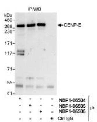 Immunoprecipitation: CENPE Antibody [NBP1-06506]