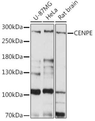 Western Blot: CENPE AntibodyAzide and BSA Free [NBP2-92222]