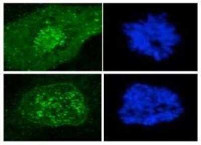 Immunocytochemistry/ Immunofluorescence: CENPF Antibody (7F11.2) [NBP3-13730]