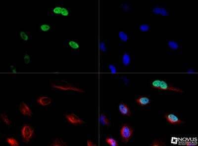 Immunocytochemistry/ Immunofluorescence: CENPF Antibody - BSA Free [NB500-101]