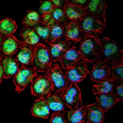 Immunocytochemistry/ Immunofluorescence: CENPF Antibody - BSA Free [NB500-101]