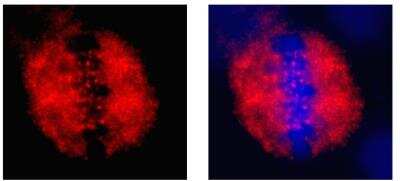 Immunocytochemistry/ Immunofluorescence: CENPF Antibody - BSA Free [NB500-101]