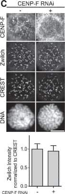 Knockdown Validated: CENPF Antibody - BSA Free [NB500-101]