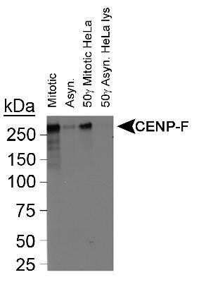 Western Blot: CENPF AntibodyBSA Free [NB500-101]
