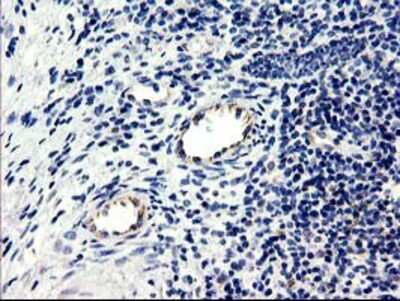Immunohistochemistry-Paraffin: CENPH Antibody (OTI2G4) [NBP2-01449]